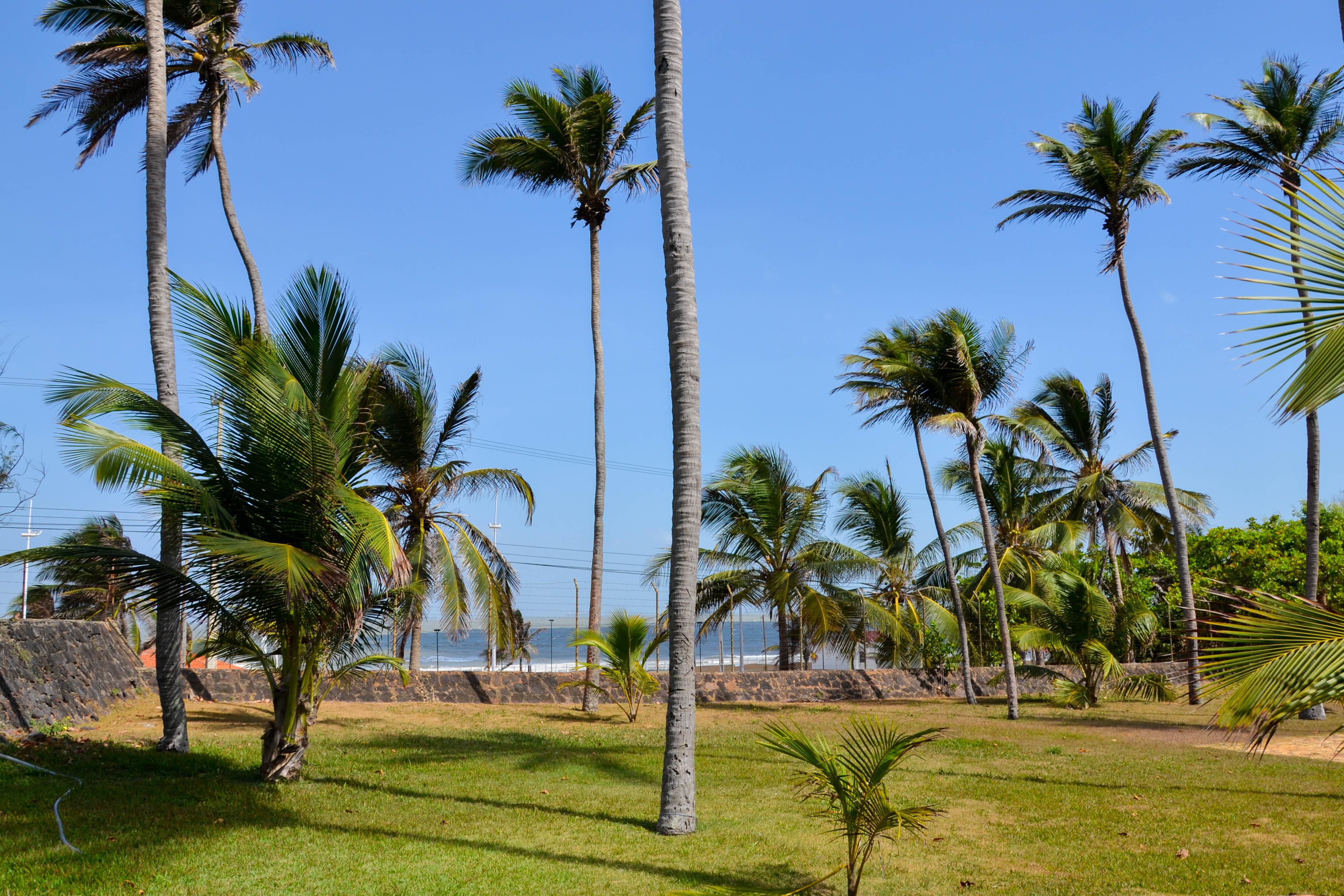 Blue Tree Towers Sao Luis Hotel Exterior photo Palm trees in the park